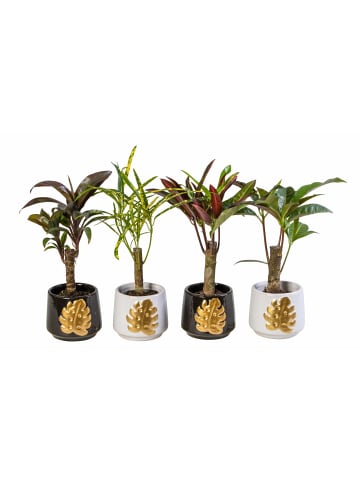 MeinVIPShop 4 x Wunderstrauch im Übertopf Codiaeum variegatum 