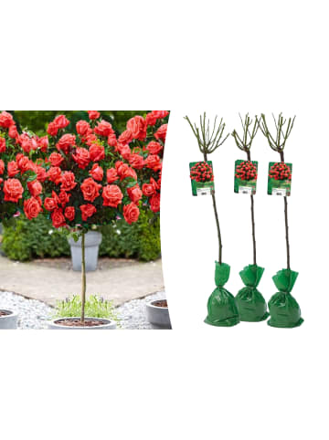 GARDENZO 3er-Set: XXL Großblütige Standardrosen in orange
