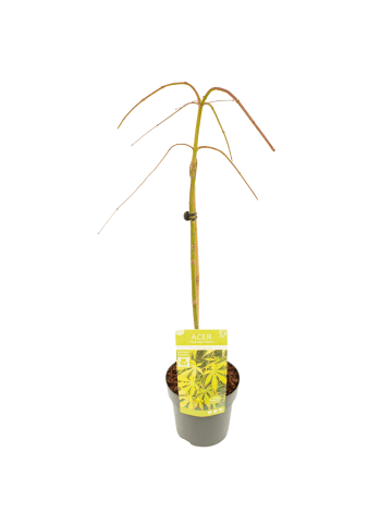 NatureNest Acer palmatum Cascade Emerald Ahorn Hochstamm in Grün Topf 19 cm Höhe 70 cm