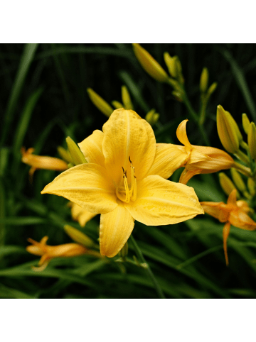 NatureNest 3er: Set Hemerocallis Stella de Oro Pflanzen in Gelb