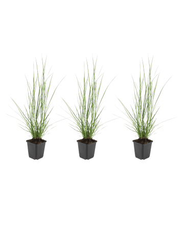 NatureNest 3er: Set Pennisetum alopecuroides Hameln Pflanzen in Grün