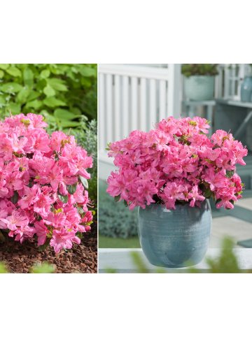 GARDENZO 3er-Set: Azalee in Rosa