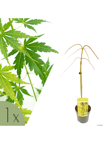 NatureNest Acer palmatum Cascade Emerald Ahorn Hochstamm in Grün Topf 19 cm Höhe 70 cm