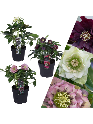 NatureNest Set mit 3 Weihnachtsrosen Specials Mix 