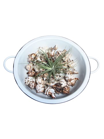 MeinVIPShop Retro Schüssel mit Muscheln und Tillandsia