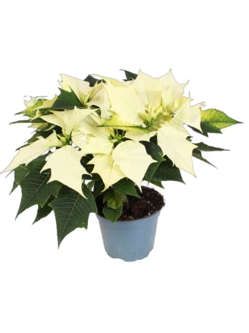MeinVIPShop Weihnachtsstern weiß 35cm Zimmerpflanze