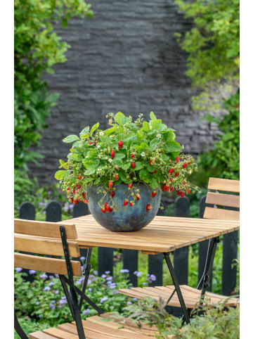 GARDENZO 20-er set Erdbeerfrigopflanzen