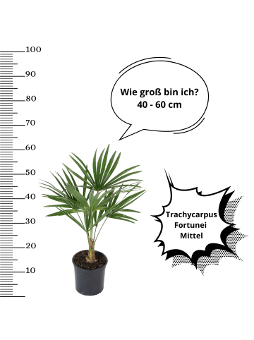 OH2 2er-Set: Trachycarpus fortunei Mittel in Grün