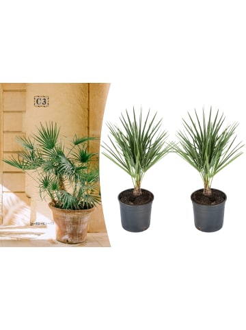 OH2 2er-Set: Chamaerops humilis Mittel in Grün