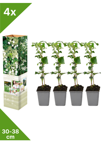 GARDENZO 4er-Set: Kletterhortensie in Weiß