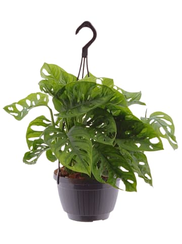 MeinVIPShop Monstera adansonii Hängeampel 40cm