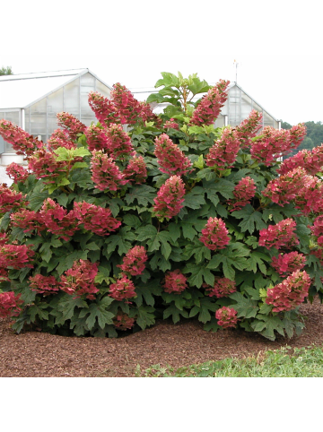 NatureNest 1 Hydrangea quercifolia Ruby Slippers Pflanze in Rot Topf 19 cm Höhe 25 cm