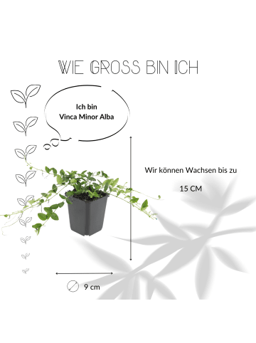 NatureNest 6 Weiße Immergrün pflanzen  Vinca minor 'Alba'  