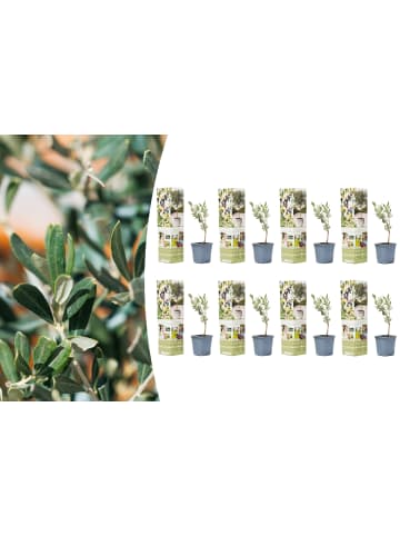GARDENZO 8er-Set: Planzen Oliven 