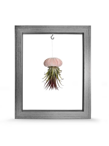 exotic living Kombination aus Seeigelgehäuse rosa  und Tillandsia in Rahmen silber