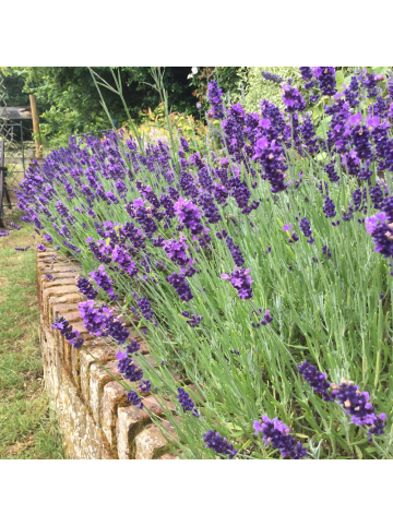 NatureNest Lavendel Hidcote Set 3 Lavandula angustifolia