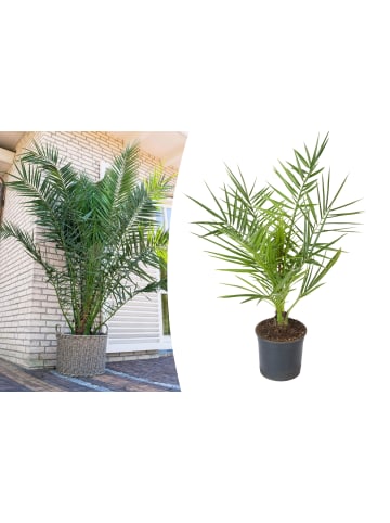 GARDENZO Phoenix canariensis Mittel 