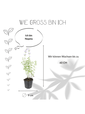 NatureNest 3 Katzenminze Pflanzen  Nepeta 'Walker's Low' 