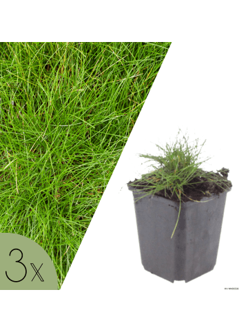 NatureNest 3er-Set: Festuca gautieri Ziergras winterhart in Grün