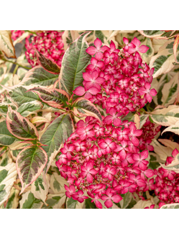 NatureNest 3 Hydrangea serrata Euphoria Pink Pflanze in Rosa Topf 15 cm Höhe 15 cm