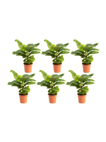 GARDENZO 6er-Set: Tropische Bananenpflanzen in Grün