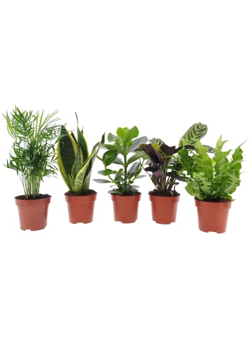 MeinVIPShop Zimmerpflanzen gemischt Easy Care Mix 5er Set