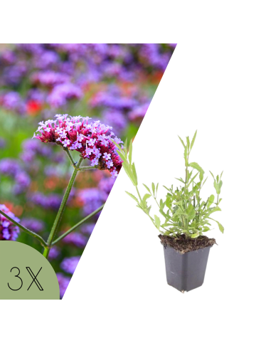 NatureNest 3 Verbena bonariensis Pflanzen in Lila Topf 9 cm Höhe 15 cm