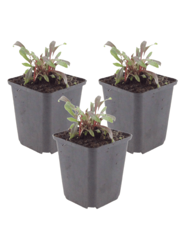 NatureNest 3er: Set Gaura lindheimeri Siskiyou Pink Pflanzen in Rosa