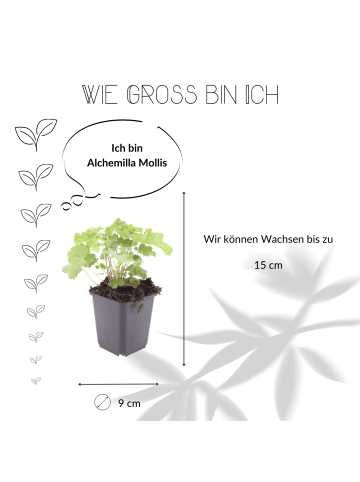 NatureNest 12 Frauenmantel pflanzen  Alchemilla mollis  