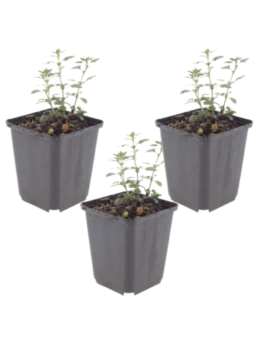 NatureNest 3er-Set: Teucrium lucidrys Staude mehrjährig winterhart in Violett