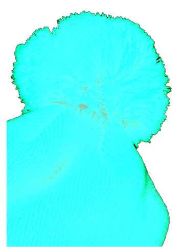 Flexfit Flexfit Cuffed Pom Pom Knit Beanie in red