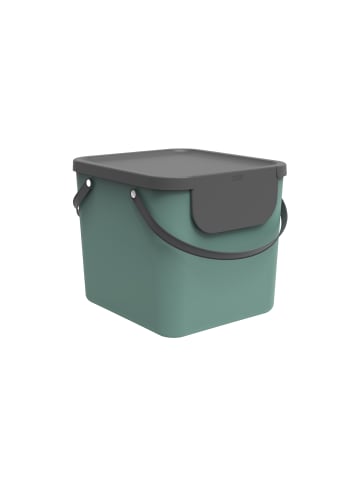Rotho Albula Mülltrennungssystem 40 l für die Küche in Mistletoe grün
