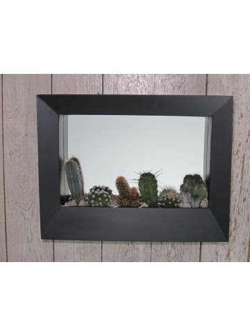 MeinVIPShop Kakteen Arrangement 38cm im Rahmen schwarz