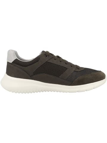 Geox Sneaker low U Monreale B in dunkelgruen