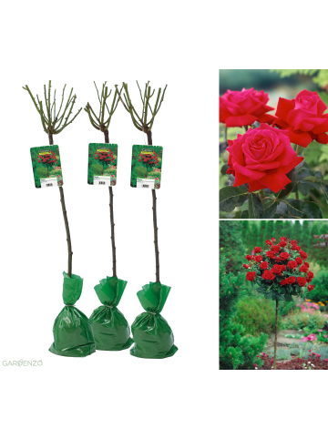 GARDENZO 3er-Set: XXL Großblütige Stielrosen in Rot