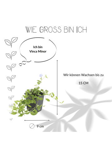 NatureNest 6 Blaue Immergrün pflanzen  Vinca minor  