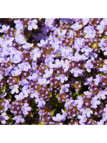 NatureNest 3er: Set Thymus praecox Purple Beauty Pflanzen in Lila