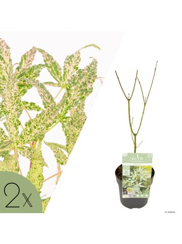 NatureNest 2er: Set Acer palmatum Ukigumo Ahornpflanze in Weiß