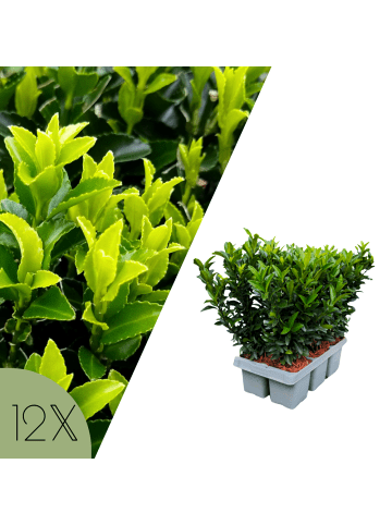 NatureNest 12er: Set Euonymus japonicus Green Spire Heckenpflanzen in Grün