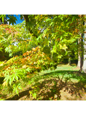 NatureNest 3er: Set Acer palmatum Going Green Ahornpflanze in Grün Topf 10,5 cm Höhe 20 cm