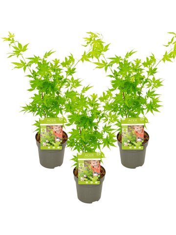 NatureNest 3er: Set Acer palmatum Going Green in Grün Topf 10,5 cm Höhe 20 cm