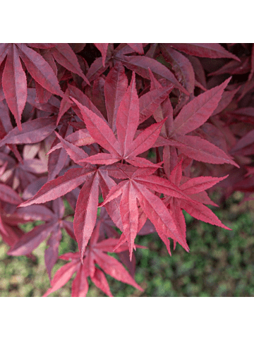 NatureNest 1 Acer palmatum Twomblys Red Sentinel Ahornpflanze in Rot Topf 19 cm Höhe 50 cm