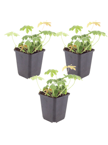 NatureNest 3er: Set Geranium macrorrhizum Bevans Variety in Rosa