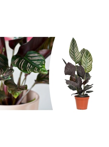 OH2 Calathea Ornata in Grün