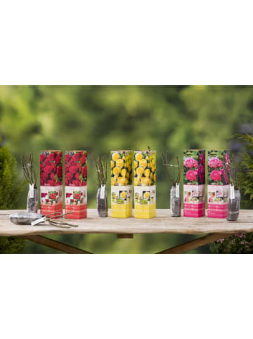 GARDENZO 6er-Set: Rosen Polyantha in Bunt