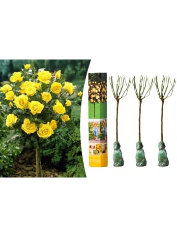 GARDENZO 3er-Set: Mini-Stamm Rosen in Gelb