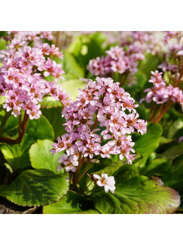 NatureNest 3er: Set Bergenia cordifolia Pflanzen in Rosa