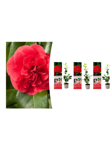 GARDENZO 3er-Set: Kamelien in Rot