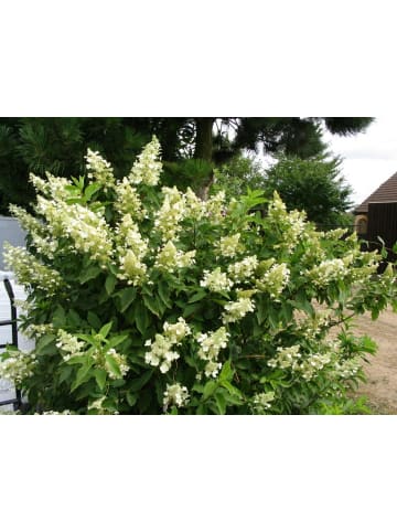 GARDENZO 6er-Set: pan. 'Kyushu' Hortensien in Weiß