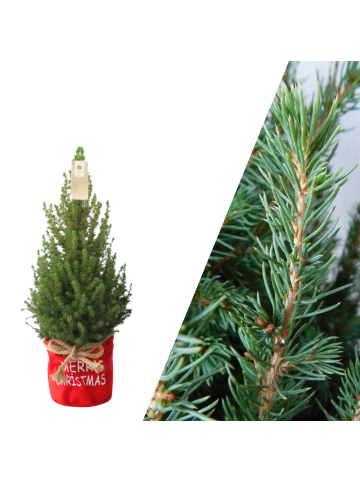 NatureNest Weihnachtsbaum in Xmas Bag rot 